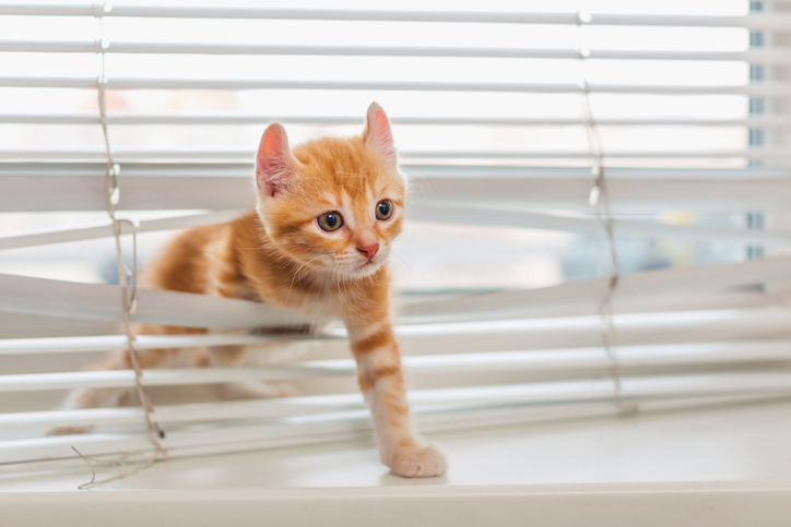 Cat walking through window blinds 